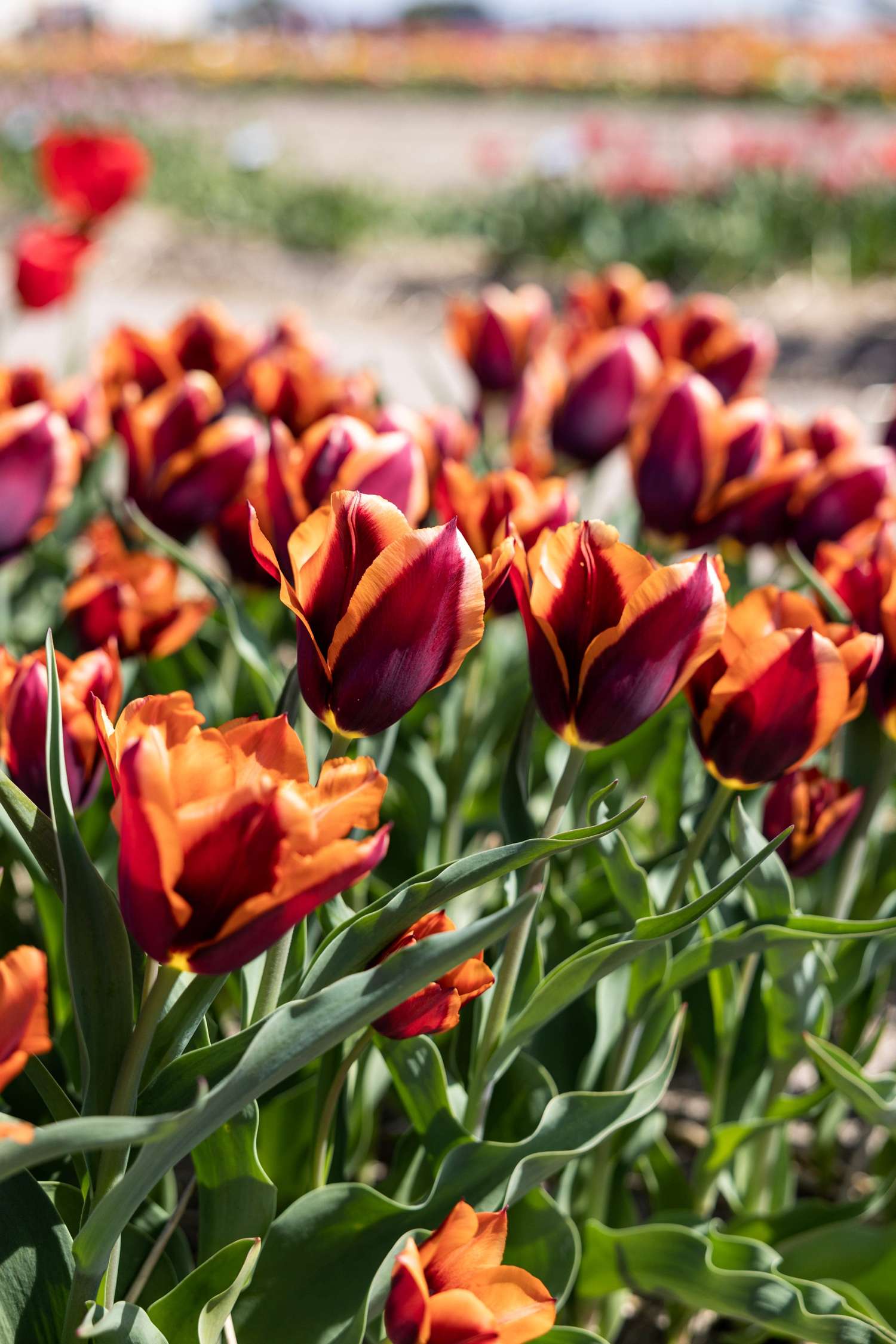 Tulipe 'Slawa'